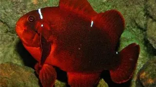 Premnas epigramma