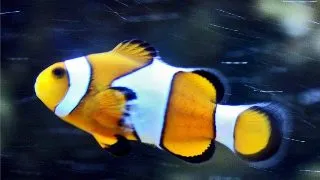 Amphiprion percula