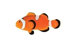 Amphiprion ocellaris Misbar