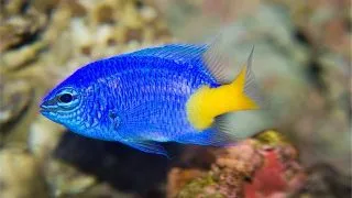 Damsel Azure-Yellow (Chrysiptera Parasema)