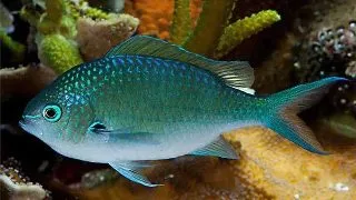 Chromis viridis (Blue Green Damsel)