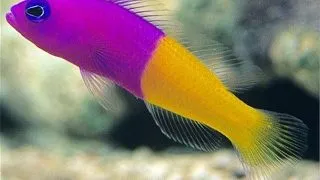 Pseudochromis paccagnellae
