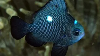 Dascyllus trimaculatus