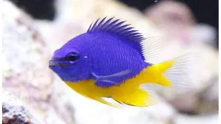 Half-Blue Damselfish