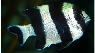 Blacktail Humbug (Dascyllus Melanurus)