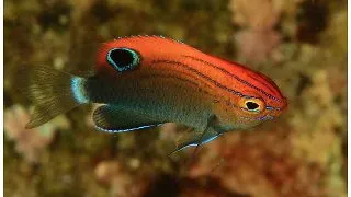 Pomacentrus bankanensis