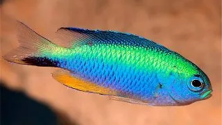 Neon Damselfish (Pomacentrus alleni)