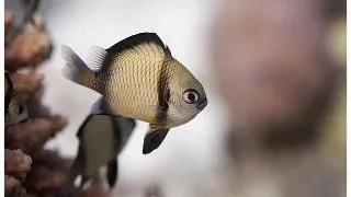 Dascyllus reticulatus (Two stripe dascyllus)