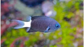 Chromis margaritifer