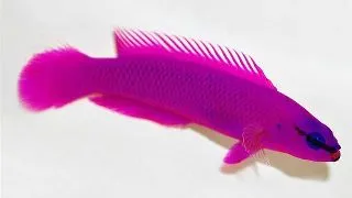 Dottyback Orchid (Pseudochromis fridmani)