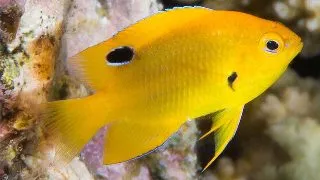 Pomacentrus sulfureus