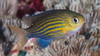 Chromis lineata Lined chromis