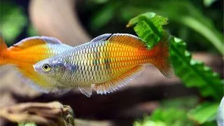 Melanotaenia Boesemani
