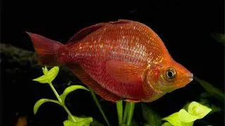 Glossolepis Incisus