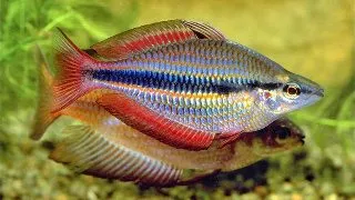 Melanotaenia trifasciata