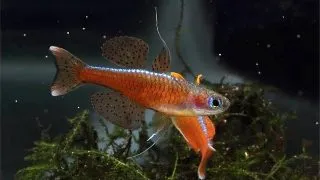 Pseudomugil sp. Red Neon