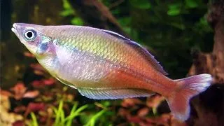 Chilatherina bleheri