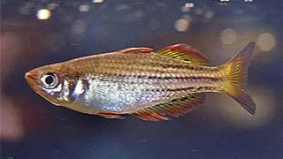 Melanotaenia maccullochi