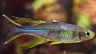 Telmatherina ladigesi