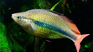 Melanotaenia herbertaxelrodi