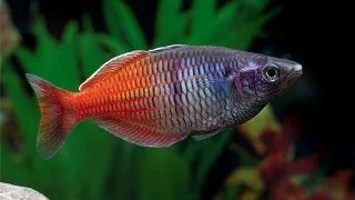 Melanotenia boesemani Red