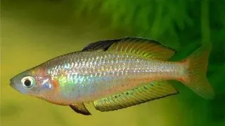 Melanotaenia splendida rubrostria