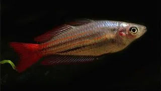 Melanoteania australis super red