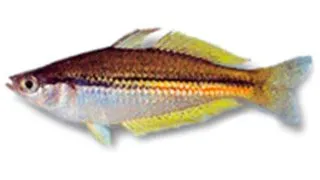 Melanoteania papuensis