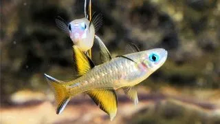 Pseudomugil signifer Pacific Blue-Eye