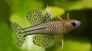 Pseudomugil gertrudae (Spotted Blue-Eye)