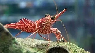 Rhynchocinetes durbanensis