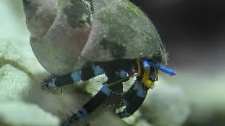 Hermit crab Calcinus elegans
