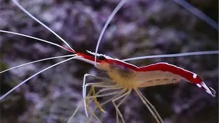 Creveti Lysmata amboiensis