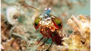 Creveti Odontodactylus scyllarus