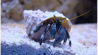 Crabul stangaci Hermit