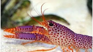 Homarul de recif Enoplometopus daumi