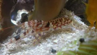 Alpheus bellulus