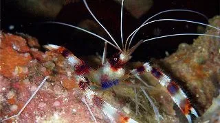 Stenopus hispidus