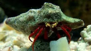 Redleg Hermit crab Paguristes