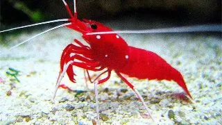 Lysmata Debelius