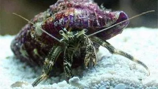 Clibanarius sp (Hermit)