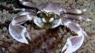 Neopetrolisthes maculatus