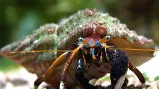 Calcinus laevimanus (white leg hermitcrab)