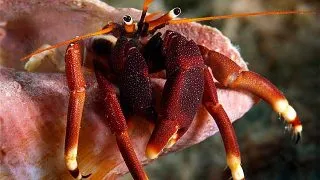 Calcinus tibicen (orangeclaw hermitcrab)