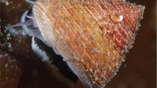 Tectus fenestralis / Turban snail