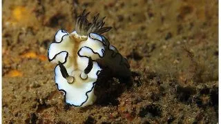 Melc marin Glossodoris atromarginata