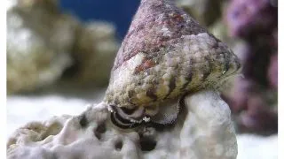 Melci Trochus sp.