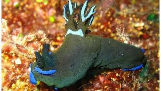 Melci Tambja morosa