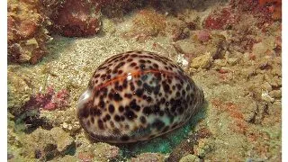 Ghiocul-tigru (Cypraea tigris)