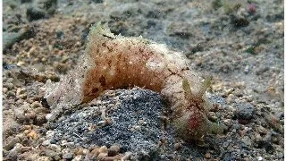 Melc marin Dolabella auricularia